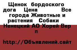 Щенок  бордоского  дога. › Цена ­ 60 000 - Все города Животные и растения » Собаки   . Ненецкий АО,Хорей-Вер п.